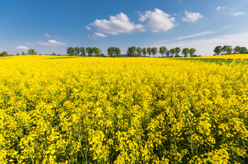 Rapeseed field with a row of trees in the background on a sunny afternoon