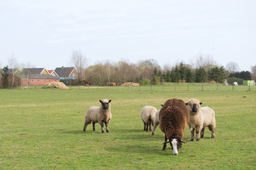 Naklejka na ściany i meble Sheep in Holland