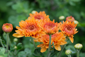 Chrysanths in garden