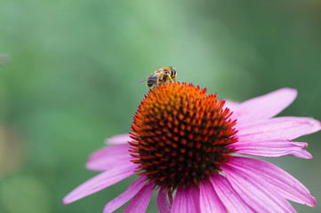 Purple coneflower with bee