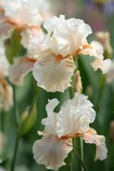 Obraz na płótnie Canvas Iris flower