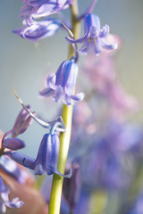 Wild hyacinths