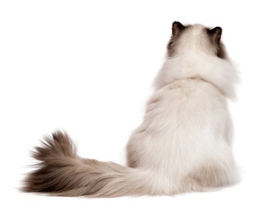 Obraz premium Cute young persian seal colourpoint cat photographed from behind