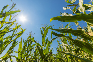 Corn or maize field growing on during summer in rays of sun
