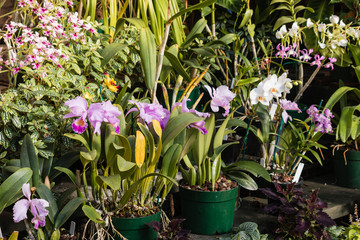 collection of orchids in pots
