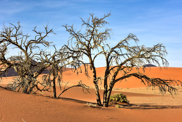 Naklejka na ściany i meble Hidden Vlei, Namibia