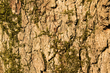 Bark with great pattern