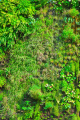 Obraz premium Green wall