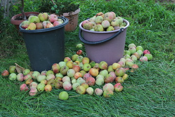 Baskets of apples in the backyard of the rural house.
