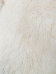 Close up of white skinned goat fur