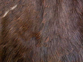 Close up of brown skinned goat fur