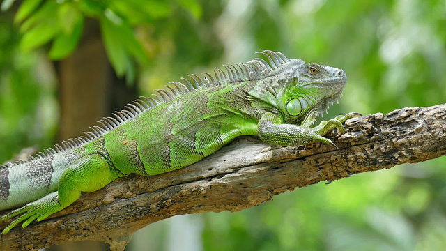 Iguana on branch of tree in zoo 