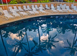 Palm tree reflections