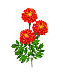 Marigold flowers isolated on white background