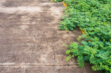sensitive plant on the road
