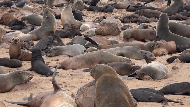Fur Seal (Arctocephalus Pusillus) at Cape Cross (Skeleton Coast, Namibia)