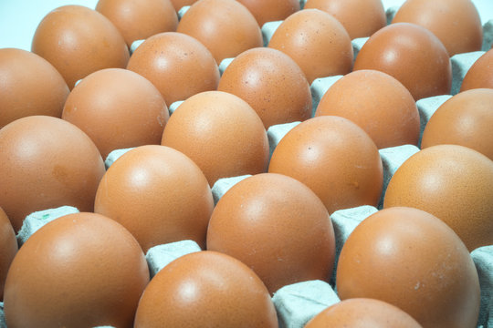 Egg, Chicken Egg 3