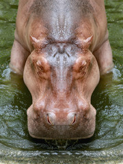 hippopotamus in straight face.