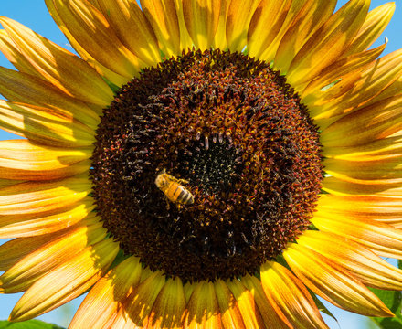 Bee on a yellow sunflower