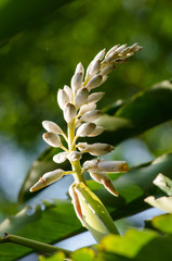 Obraz premium These herbs lack true stems.They grow from thick rhizomes.it hav