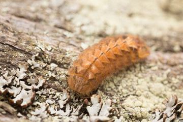 Purple hairstreak, Favonius quercus larva on wood