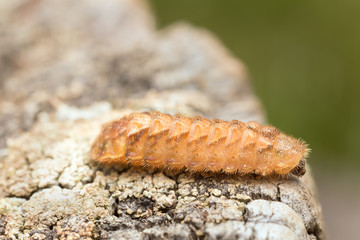 Purple hairstreak, Favonius quercus larva on wood