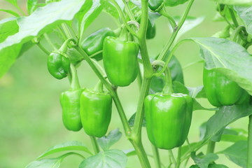 ピーマンの栽培