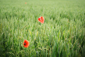 Mohnblumen Landschaft