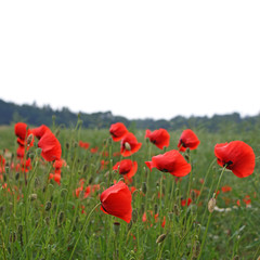 Feld mit roten Mohnblumen im Sommer