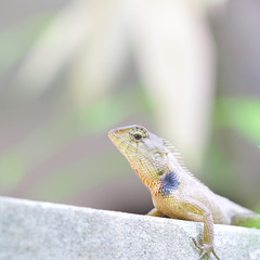 Lizard