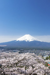 新倉富士浅間神社から望む満開の桜と富士山　 快晴青空　コピースペース　シンプル