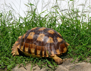 turtle