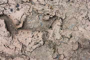 cracked mud