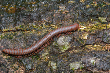 Millipede on the wood of rainforest