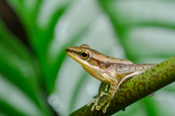 Tree Frog on tropical forest