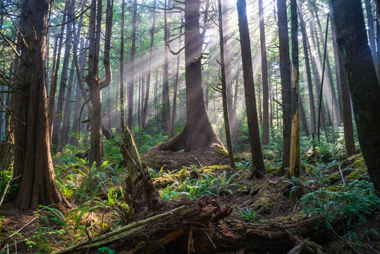 Fototapeta Morning Rays