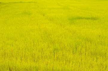 Paddy produce grain in rainy season in warm light, Thailand