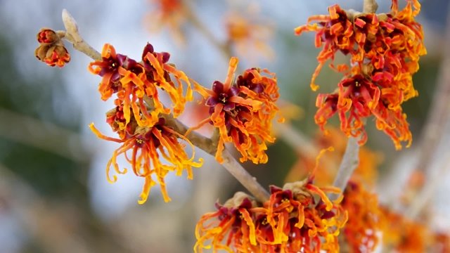 Hamamelis vid 14