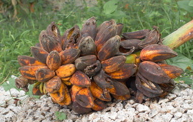 bunch of banana be rotten on nature