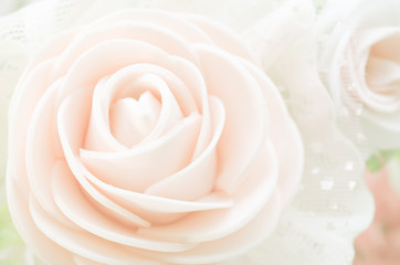 Beautiful rose close up.