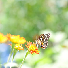 Butterfly on Zinnia flower