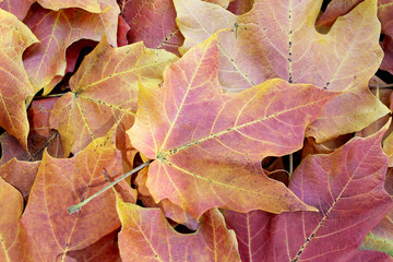 Autumnum velvet maple tree leaves