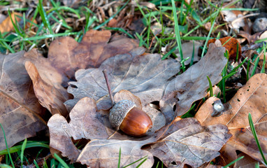 leaves and acorn