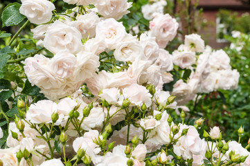 Obraz na płótnie Canvas Wet bush of pale pink roses flowers after rain