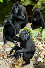 portrait of Celebes crested macaque, Sulawesi, Indonesia