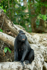 portrait of Celebes crested macaque, Sulawesi, Indonesia