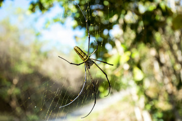 Nephila pilipes, big spider, Bali, Indonesia