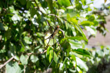Nephila pilipes, big spider, Bali, Indonesia