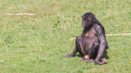Adult bonobo
