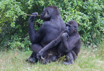 Adult gorilla resting